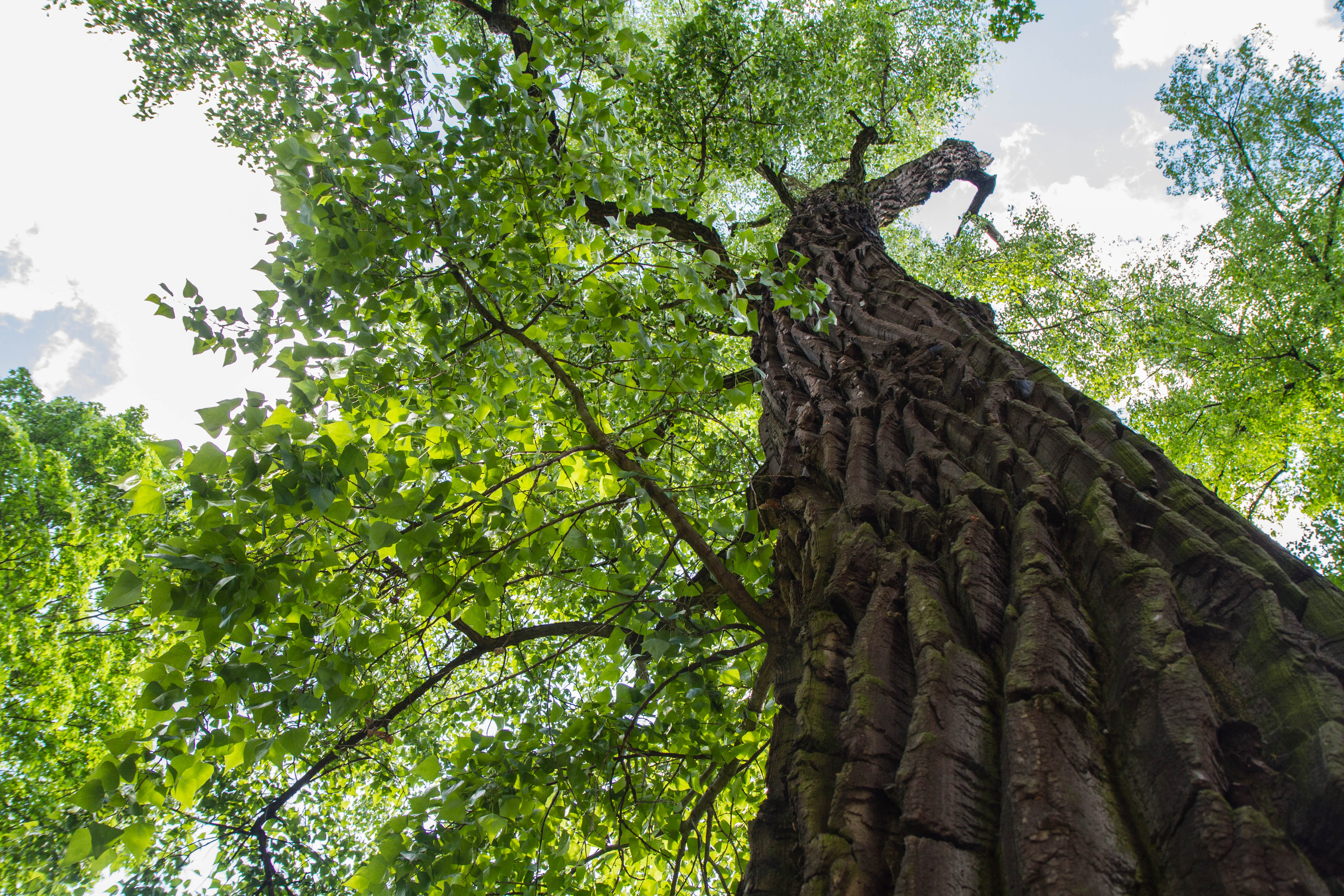 Cottonwood trees can negatively impact AC units